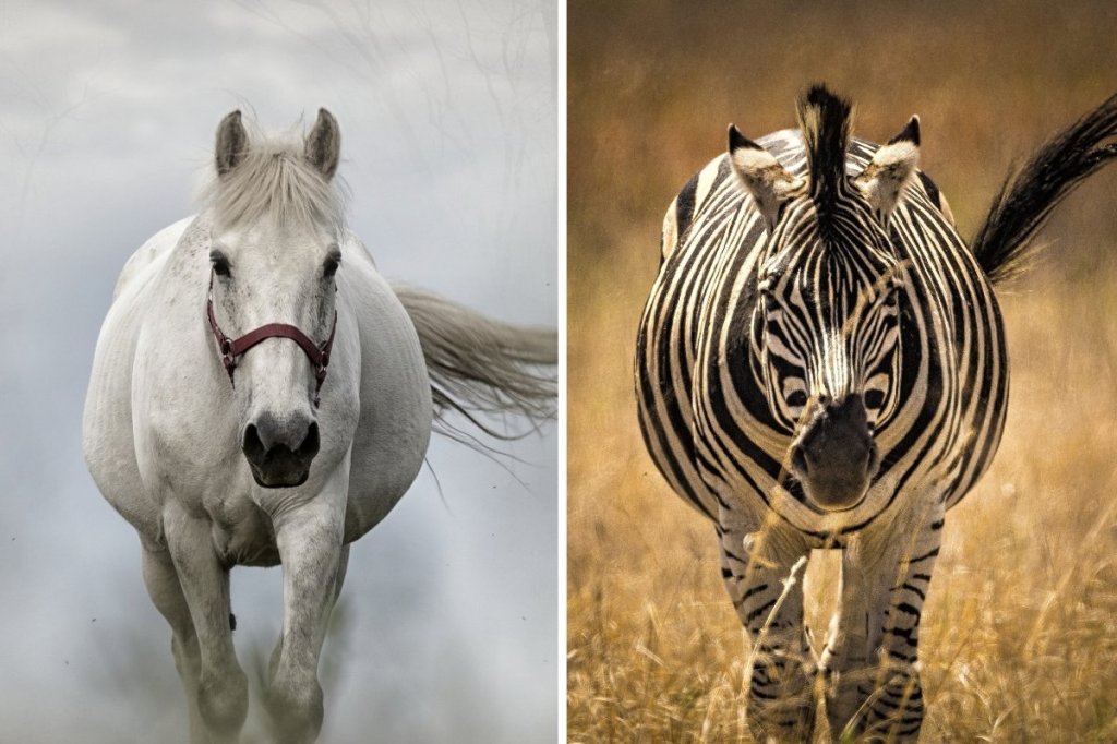 domesticated animals, wild animals, horse, zebra