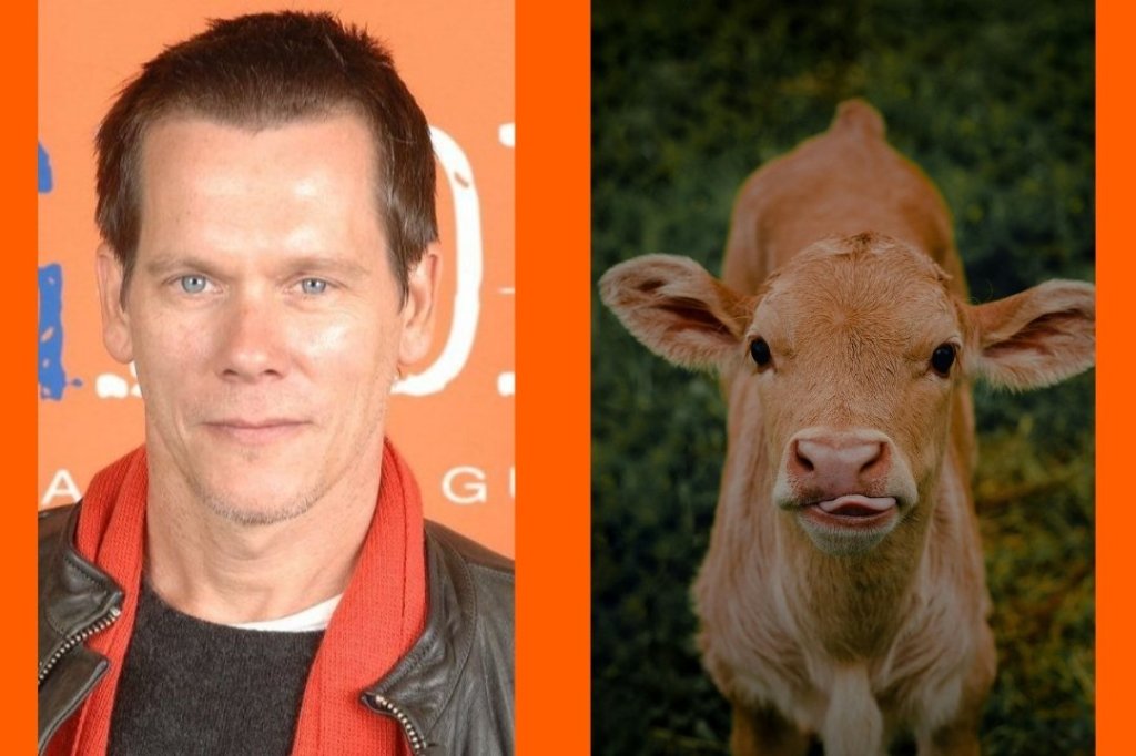 kevin bacon, kyra sedwick, baby cow, calves, love