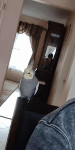 pet bird, cockatiel, parrot, dancing bird, pets