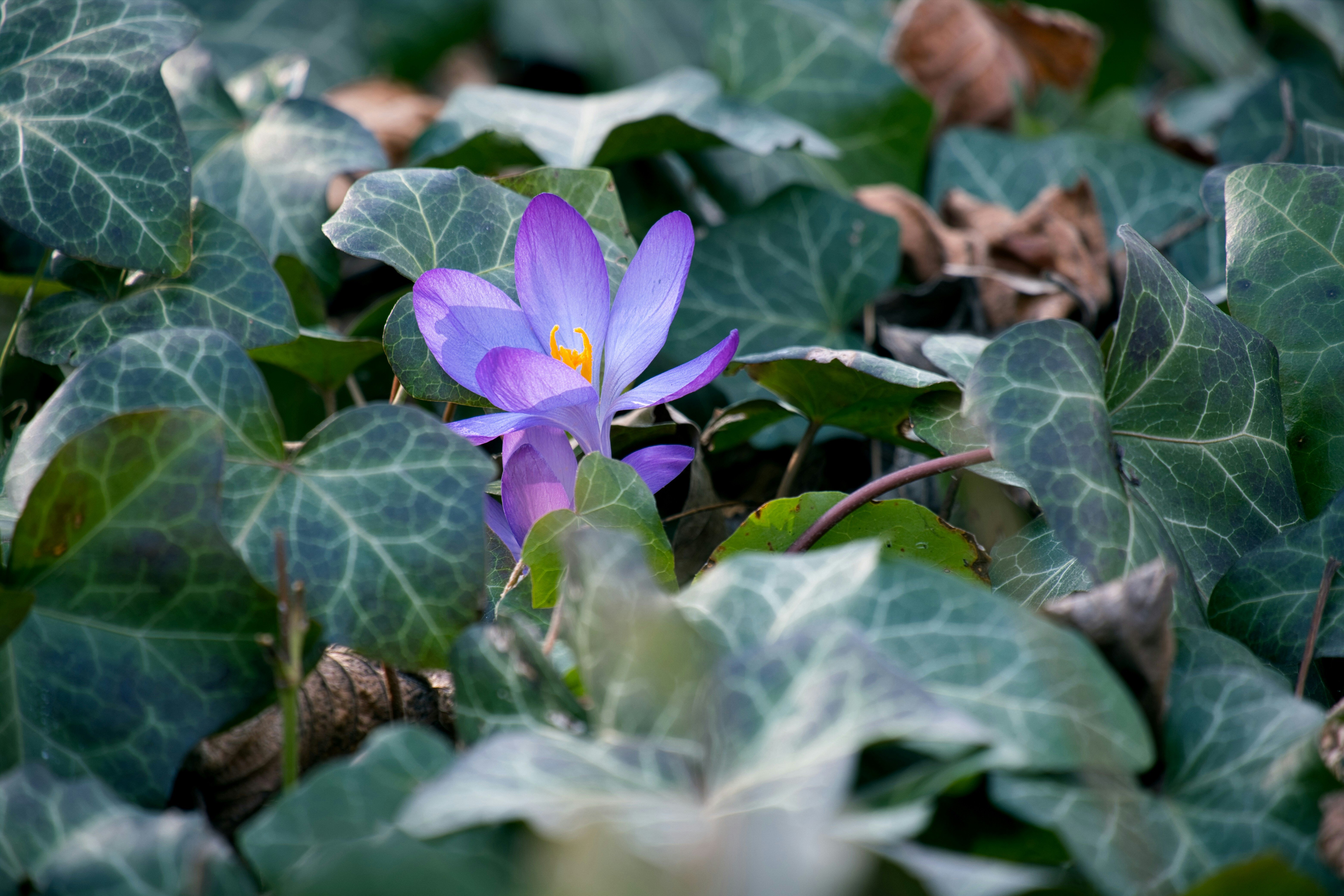 flower, peace, nature, kindness, earth