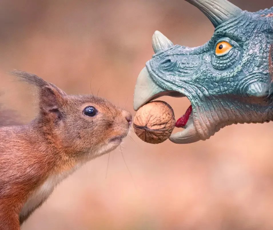 niki colemont, photography, squirrels, wildlife, nature, animals