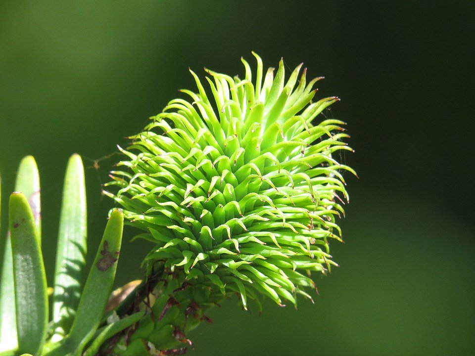 wollemi pine, endangered trees wollemi pine cone, australia trees, money tree, dinosaur tree