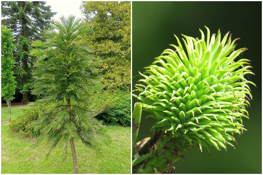Couple plants real-life ‘money tree’ and its first seeds are worth over $6,700