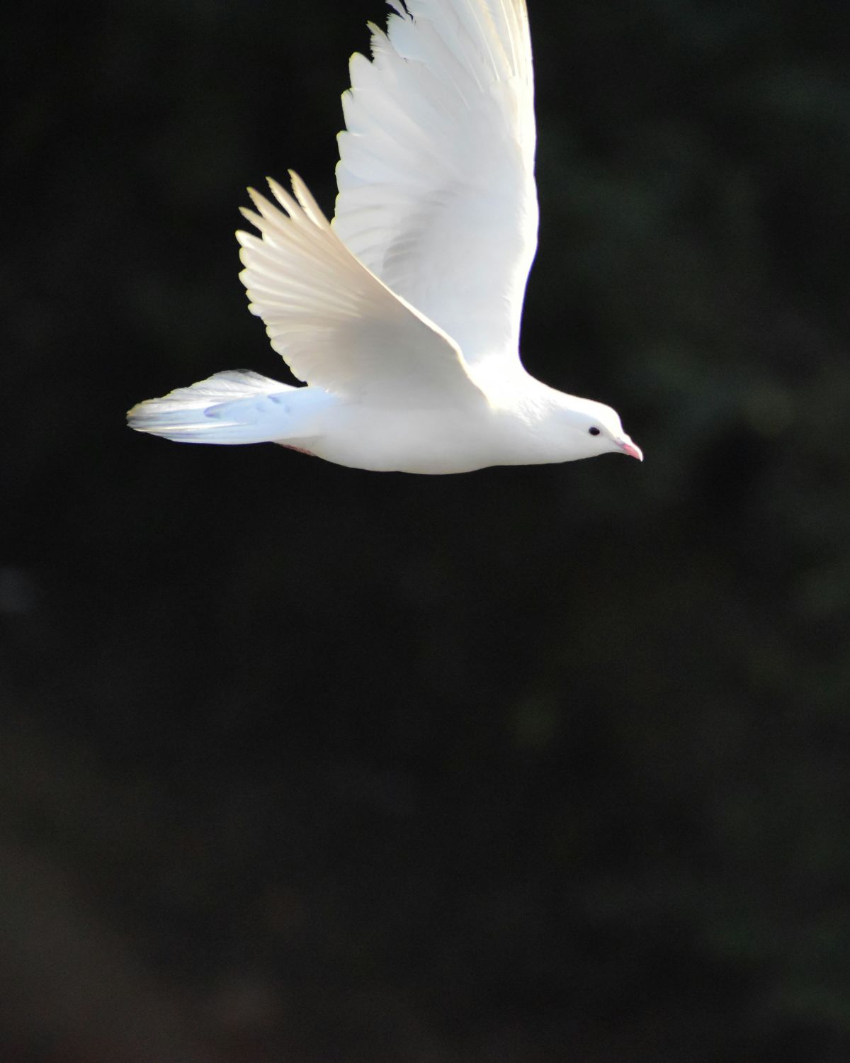 bird, dove, babies, trends, names