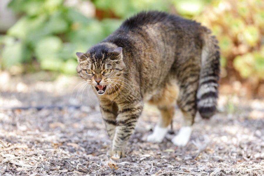 cat, aggressive cat, rescue animals, foster animals, pet adoption