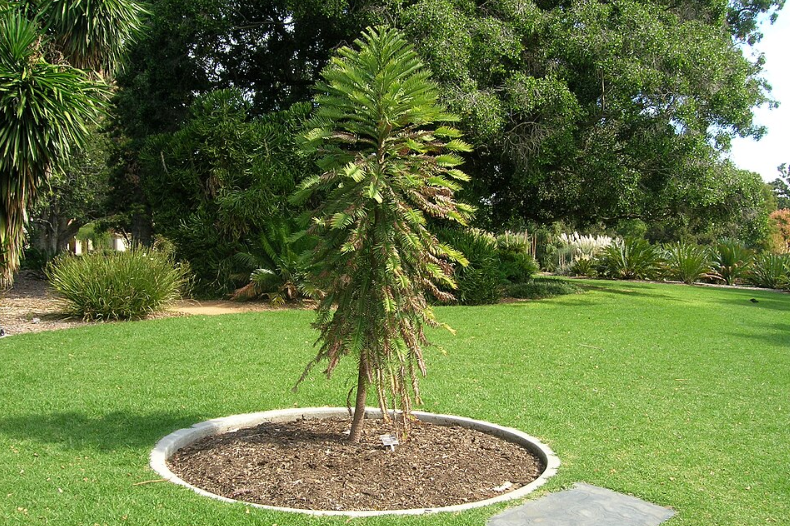 wollemi pine, endangered trees, australian trees, seattle, washington, rare trees