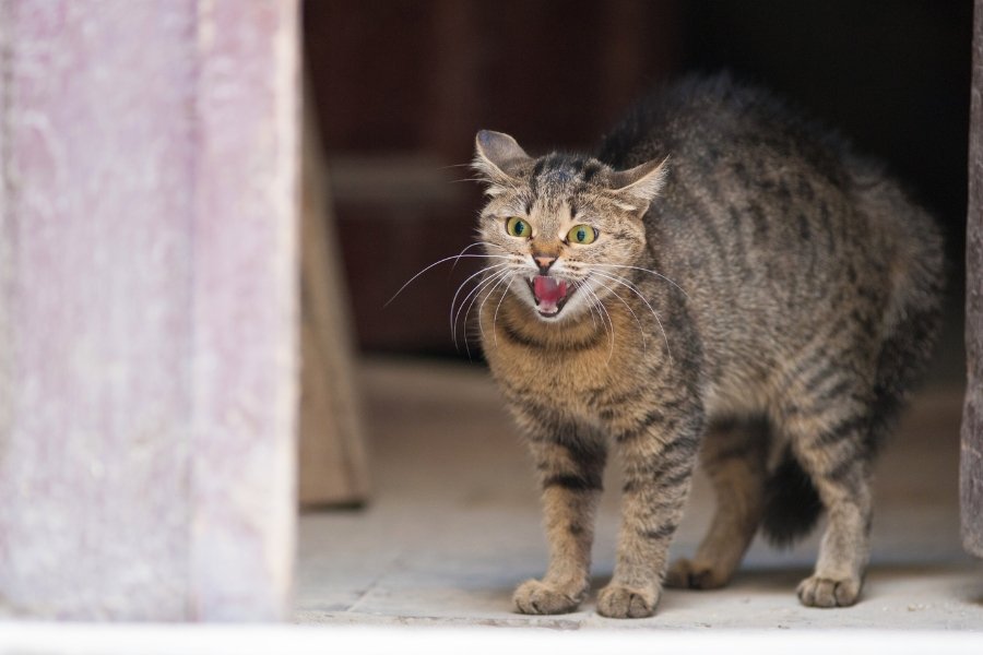 cat, aggressive cat, angry cat, rescue cat, hissing cat