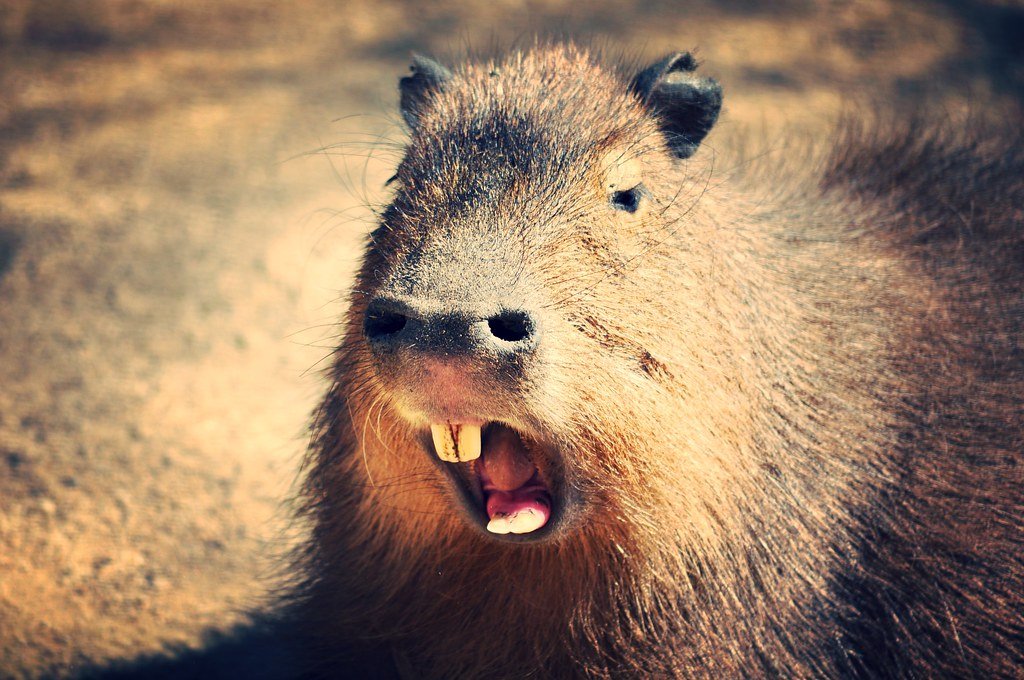 capybara, rodent, animals, big teeth, zoo