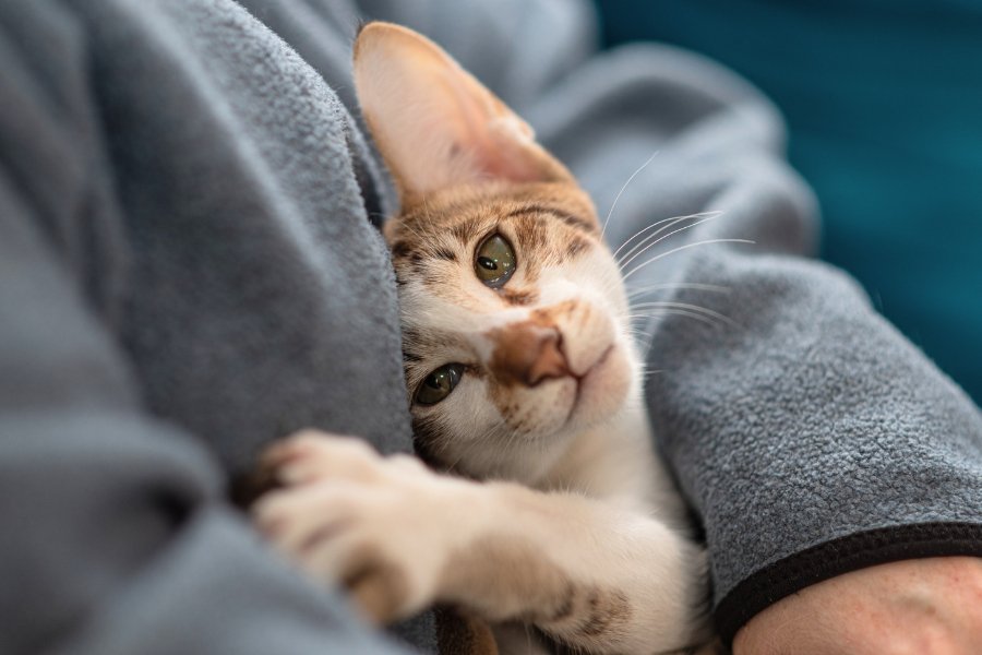 pets, cat, cuddly cat, animal rescue, foster animals