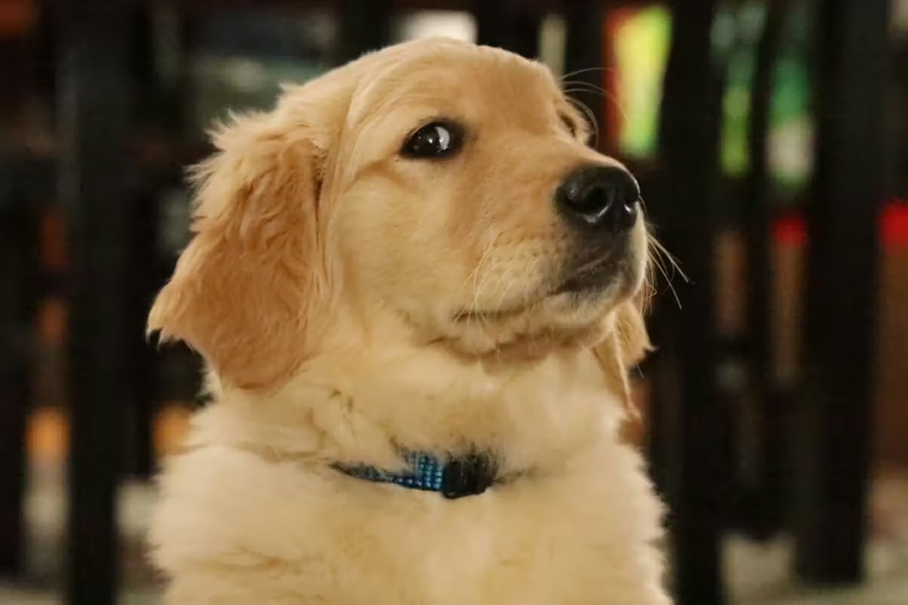 A Golden Retriever puppy side-eyes the camera.