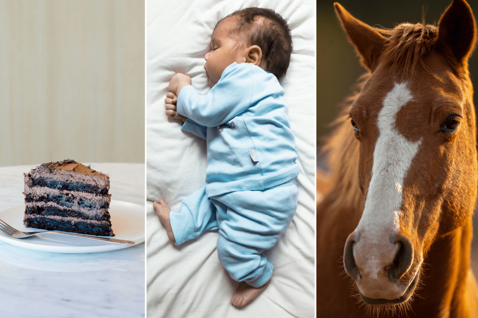 cake, sleeping baby, horse, idioms, language