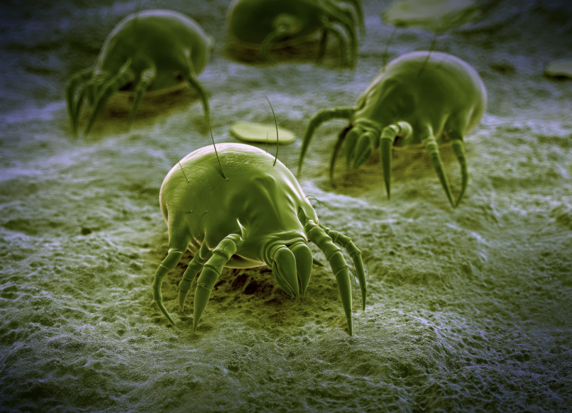 making your bed, hygiene, sleep, sleep expert, real simple, good housekeeping, life, cleaning