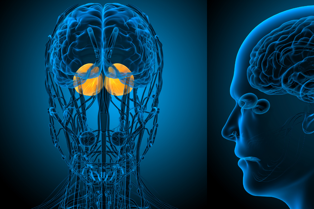 brain, amydala, thinking, response, emotions