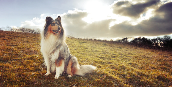 dogs, lassie dogs, dog on farm, dog at sunset, grass, trees, farms