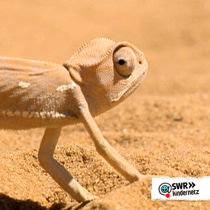 Chameleon, science, reptile, adaptation, mirroring