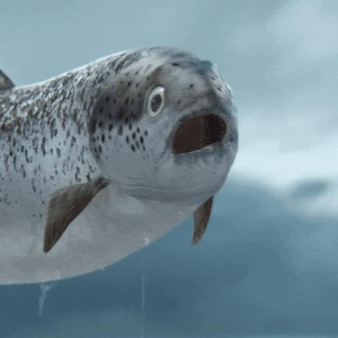 fish butthole, biology, weird science, interesting science, fish, animals, scientific study, evolution