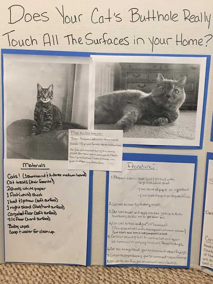 cats; pets; cat lovers; cat parents; cats on counters; cat butts, pets, animals, humor, funny, science