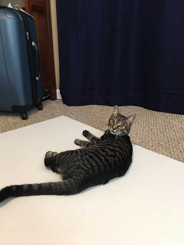 cats; pets; cat lovers; cat parents; cats on counters; cat butts, pets, animals, humor, funny, science