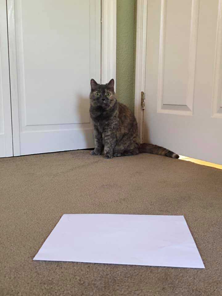 cats; pets; cat lovers; cat parents; cats on counters; cat butts, pets, animals, humor, funny, science