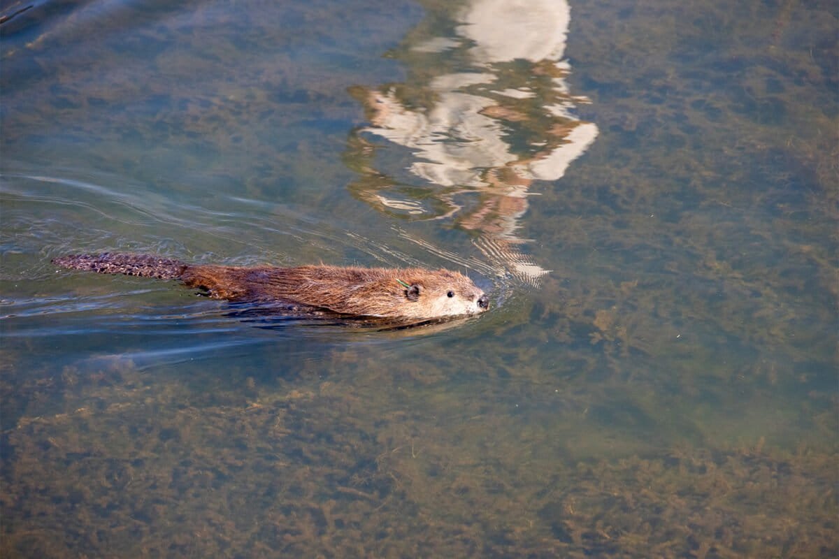 beaver, project, california, environment, sustainability