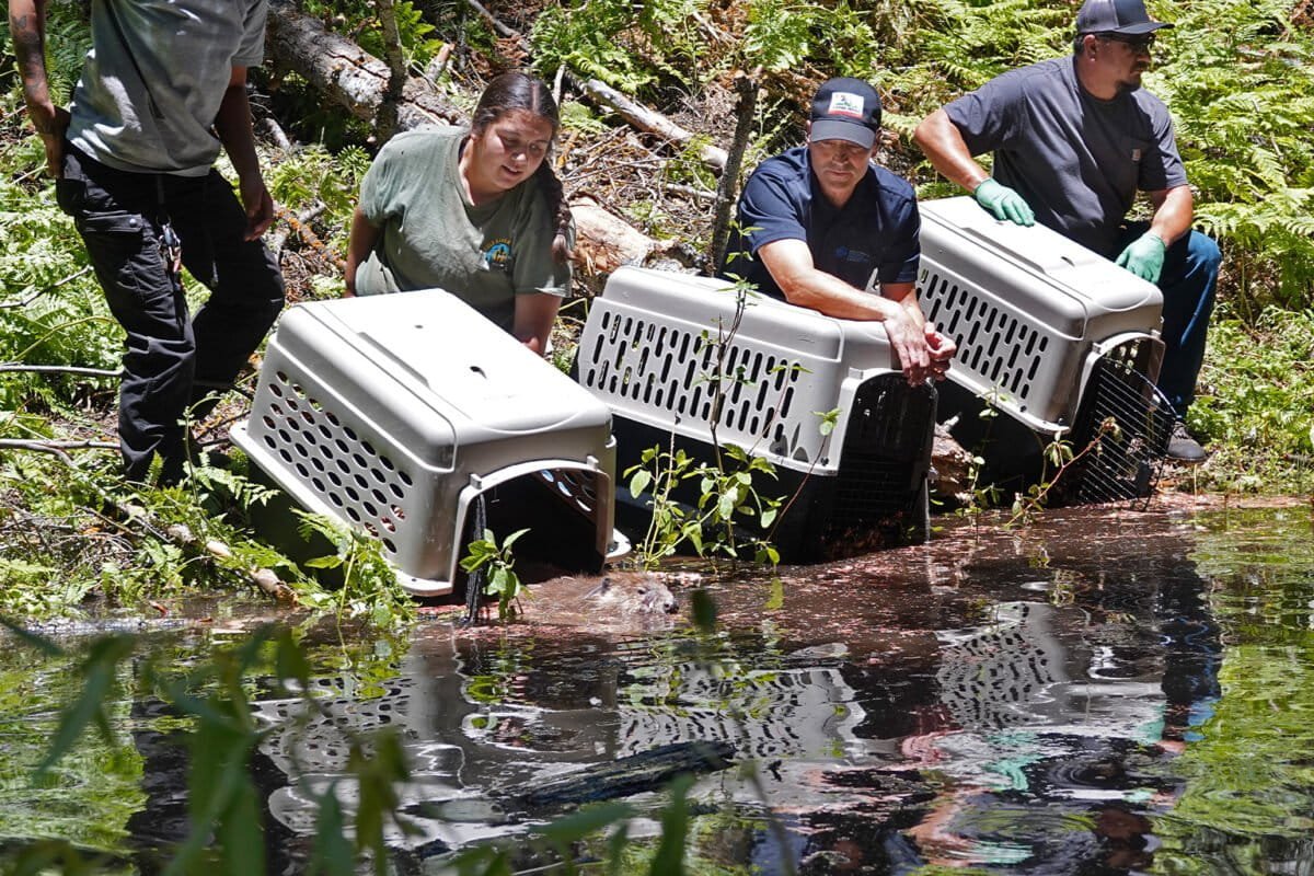 beaver, project, california, environment, sustainability