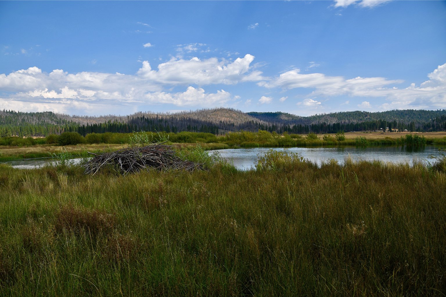 beaver, project, california, environment, sustainability