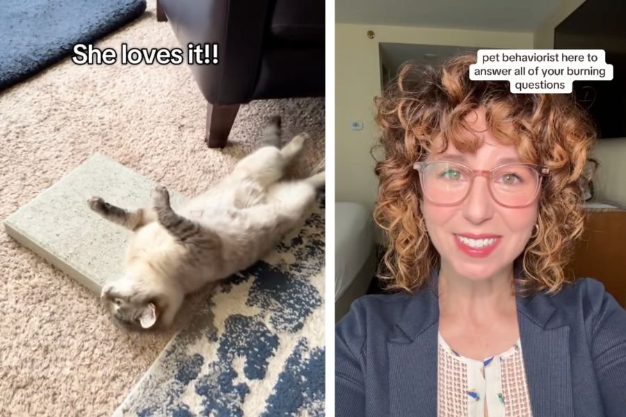 Pet behaviorist explains the viral phenomenon of people buying their cats concrete slabs