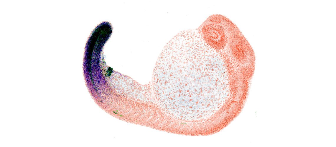 fish butthole, biology, weird science, interesting science, fish, animals, scientific study, evolution