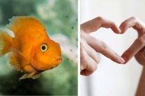 fish butthole, biology, weird science, interesting science, fish, animals, scientific study, evolution