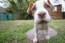 abandoned dog, pit bull rescue, dog adoption, emotional rescue story, tiktok dog, animal lovers, pet abandonment, rescue animal, kind homeowners, viral pet story, molly the pit bull, dog left behind, dog goes viral, happy dog ending, pet compassion, real estate surprise, rescue success, pet rehoming, animal care, dog story