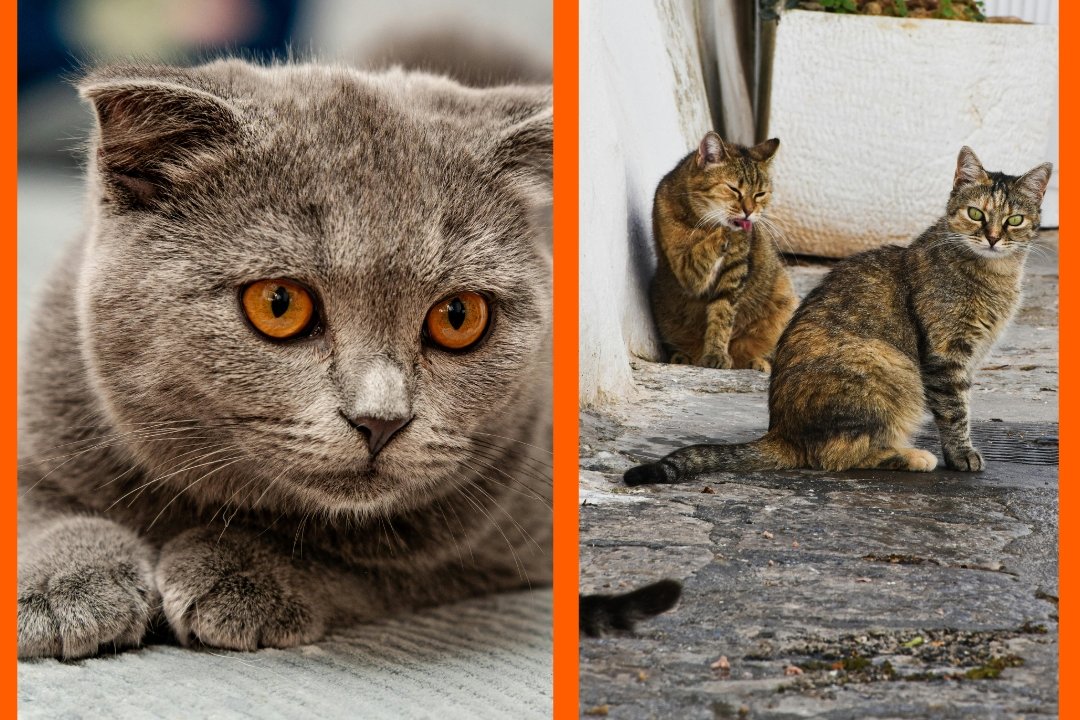 Woman who lost her cat tried the 'Japanese Missing Cat Method' with delightful results