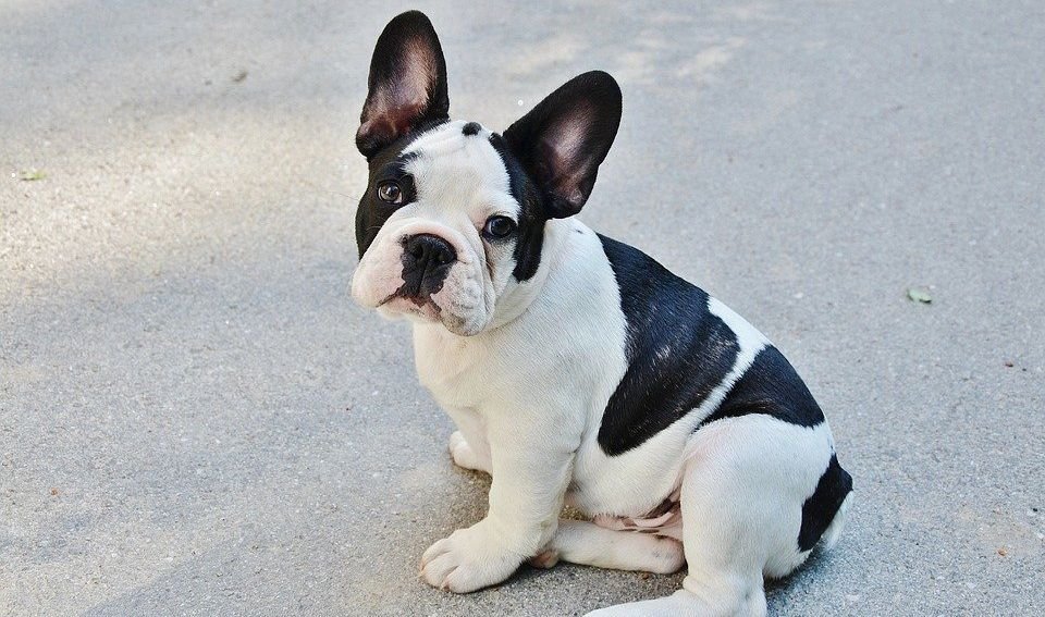 american kennel club, french bulldog, most popular dog