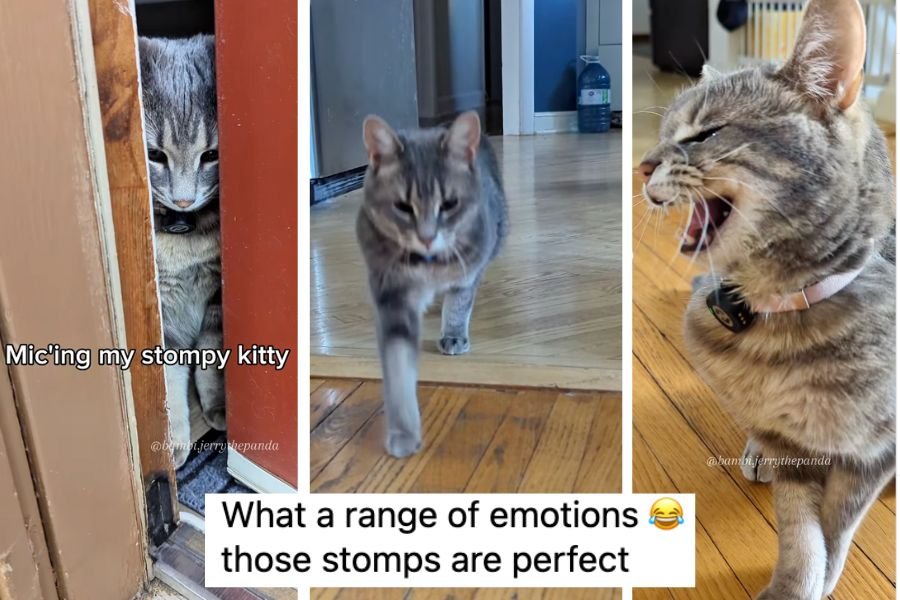 Cat owner puts a mic on her 'stompy,' sassy kitty and it's accidental ASMR