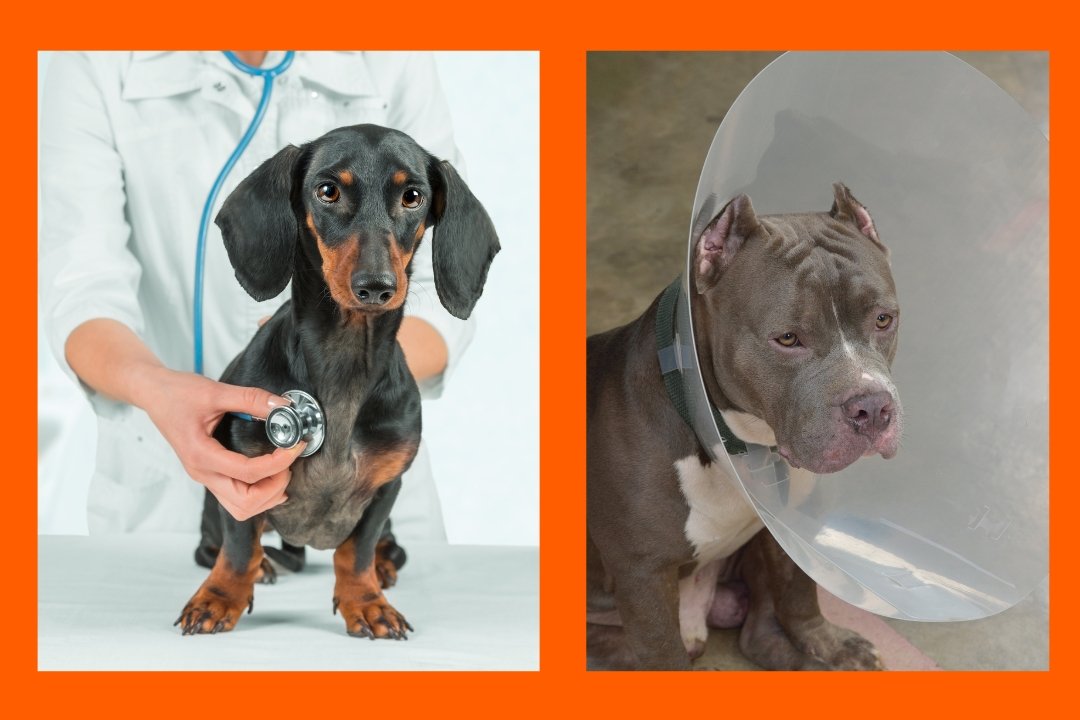 Adorable pit mix gets seriously jealous after discovering his beloved vet has other patients
