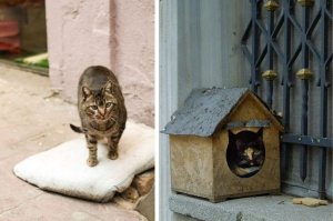 stray cat village, rescue cats, cat distribution system, cat rescue, the dodo