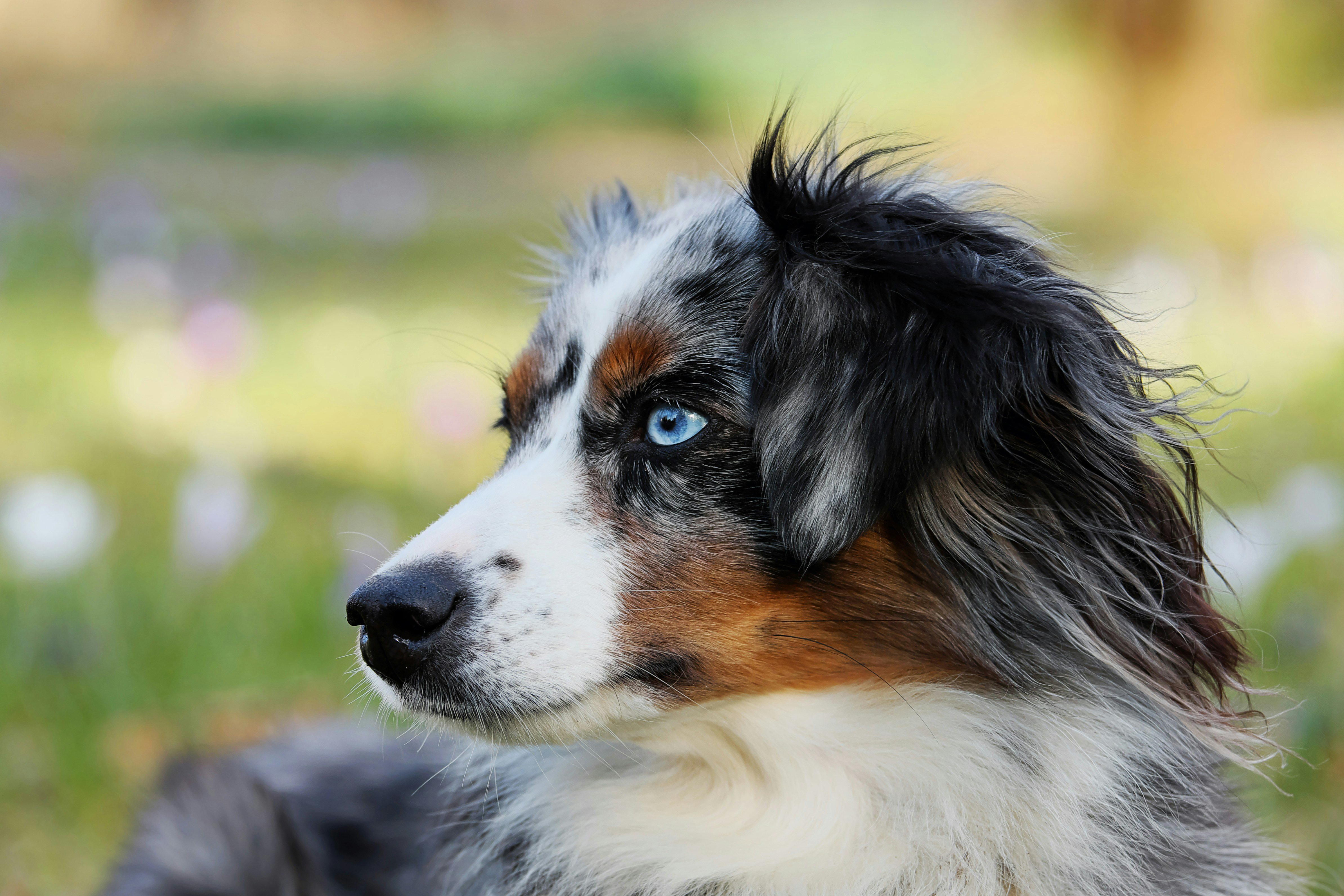 og talk buttons, australian shepherd, dogs, dog intelligence, animals, pets, animal intelligence, funny, viral videos
