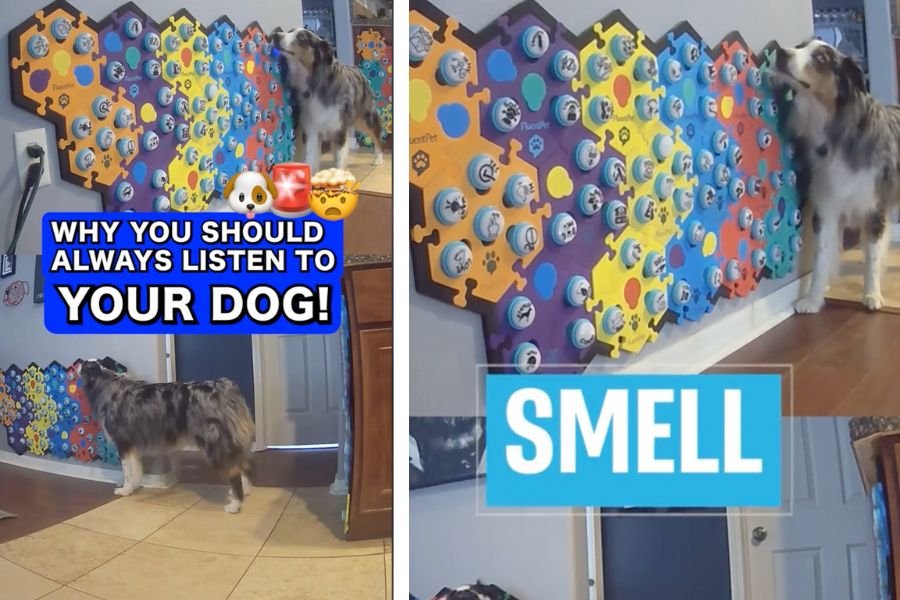 og talk buttons, australian shepherd, dogs, dog intelligence, animals, pets, animal intelligence, funny, viral videos