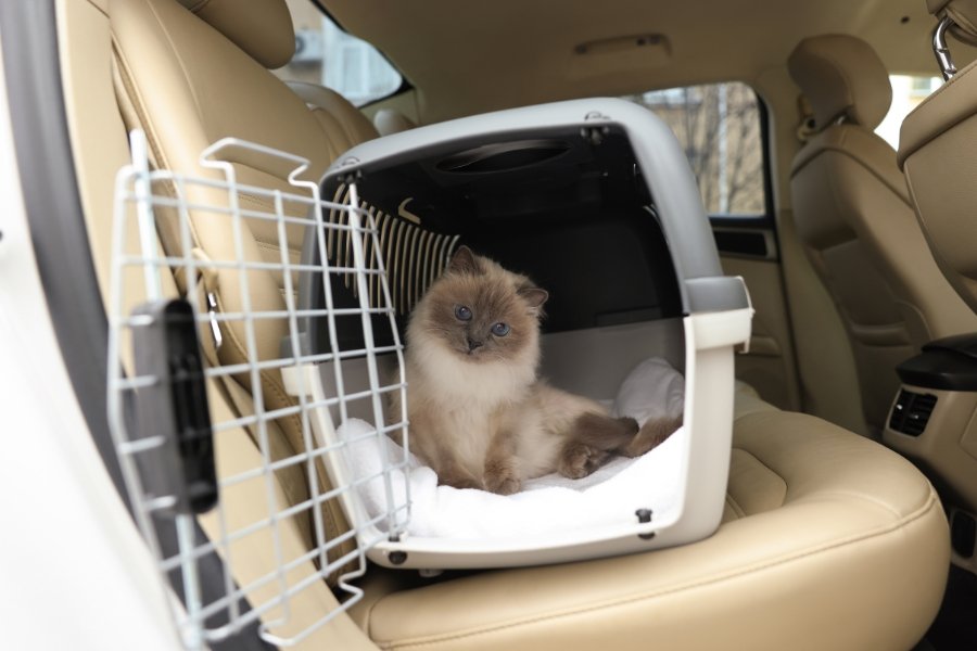 veterinarians, vet tech veterinary medicine, pet care, animals, cat in car