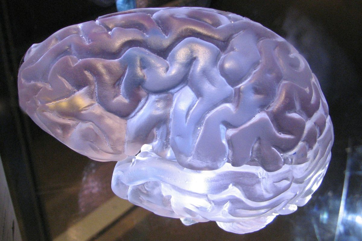 brain, mind, life, death, research