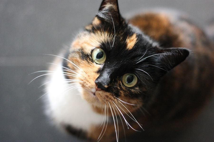 boxing cats; cats boxing; first cat video; thomas edison cat video; viral cat videos; pets; cats