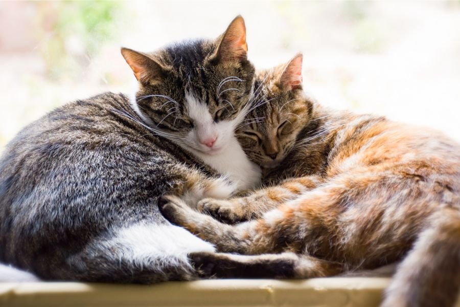 boxing cats; cats boxing; first cat video; thomas edison cat video; viral cat videos; pets; cats
