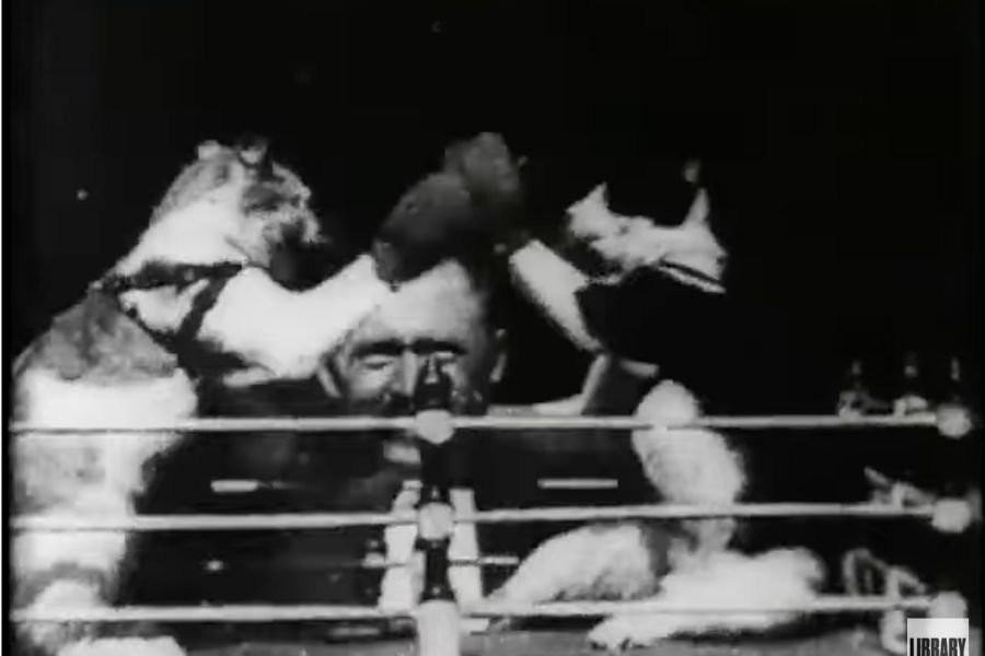 The first viral cat video was filmed in 1894 by Thomas Edison and it has 2025 vibes all over it