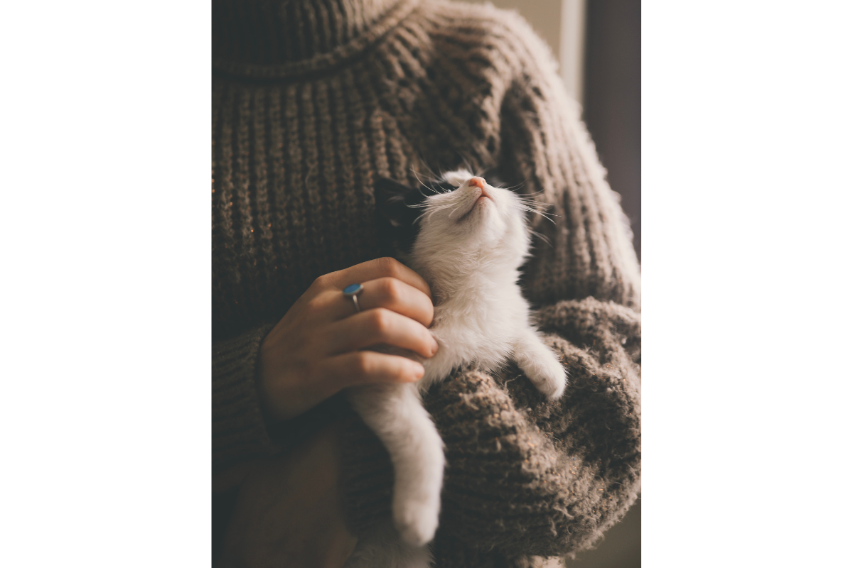 cats, stray cats, pet cats, felines, kitties