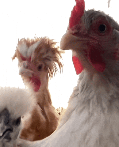 chickens, dancing chickens, chicken pox shot