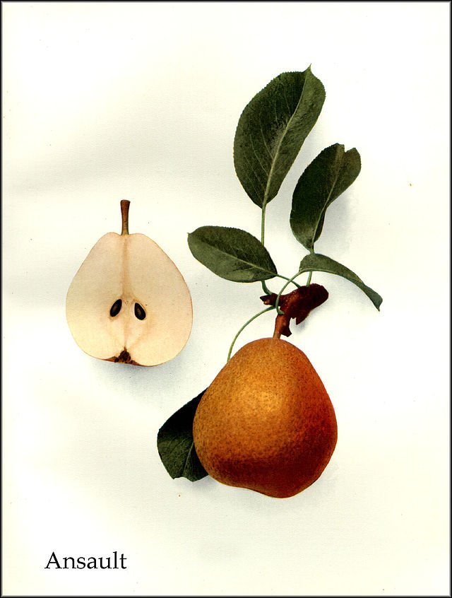 ansault pear, pear, fruit, extinct foods, nature