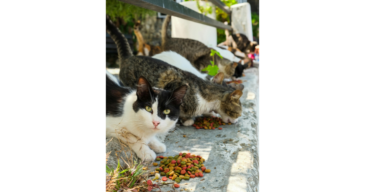 cats, stray cats, feeding cats, feral cats, shelter cats