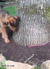 dog, leash, leash laws, dog rescue, good boy