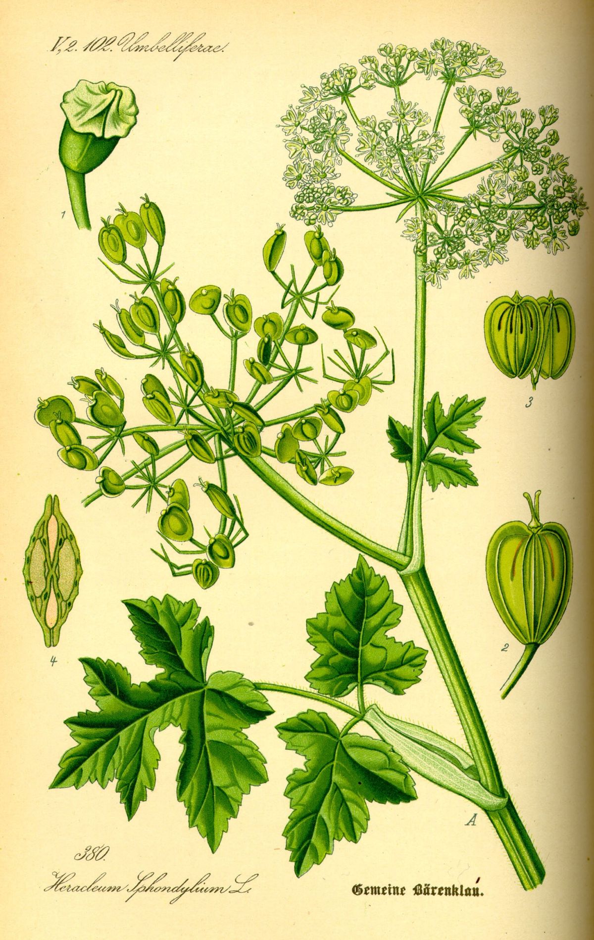 siphium, plant, seasoning, extinct food, nature, aphrodisiac