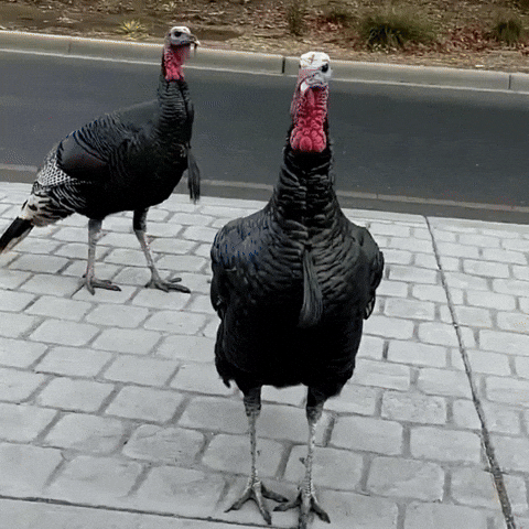 Turkeys