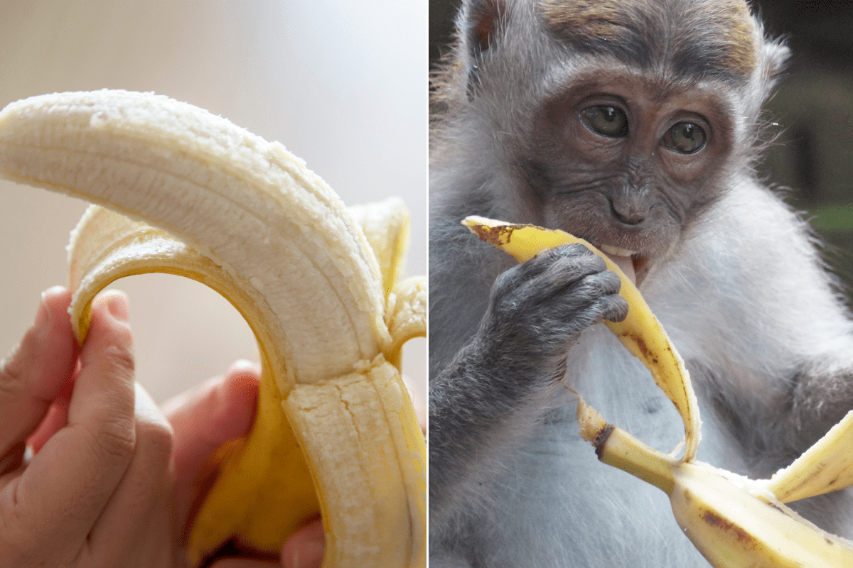 fruit, bananas, banana, monkeys, primates, apes, gorillas, food, eating, culture, funny